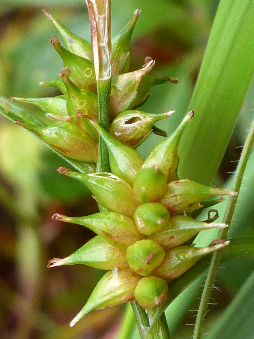 Yellow sedge