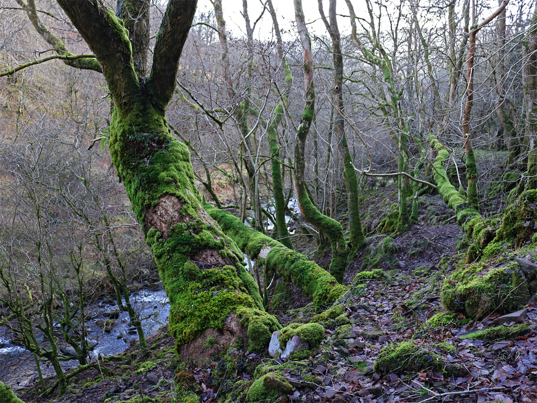 Mossy branches