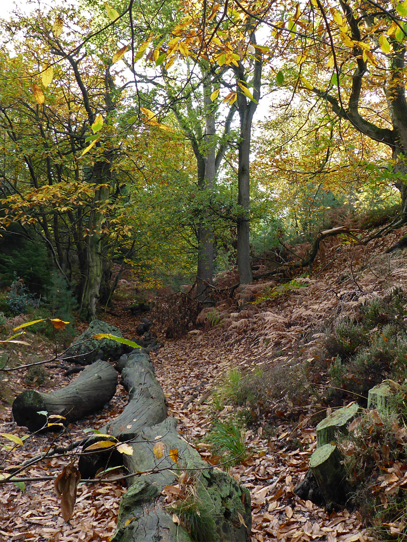 Beech trees