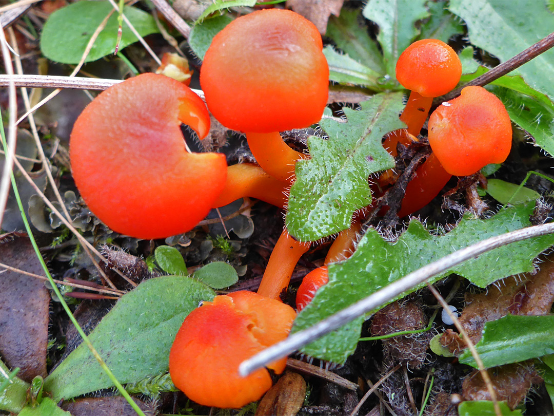 Vermilion waxcap