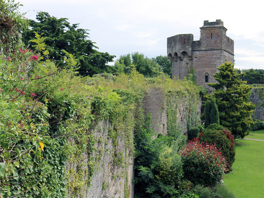 Ivy-covered wall