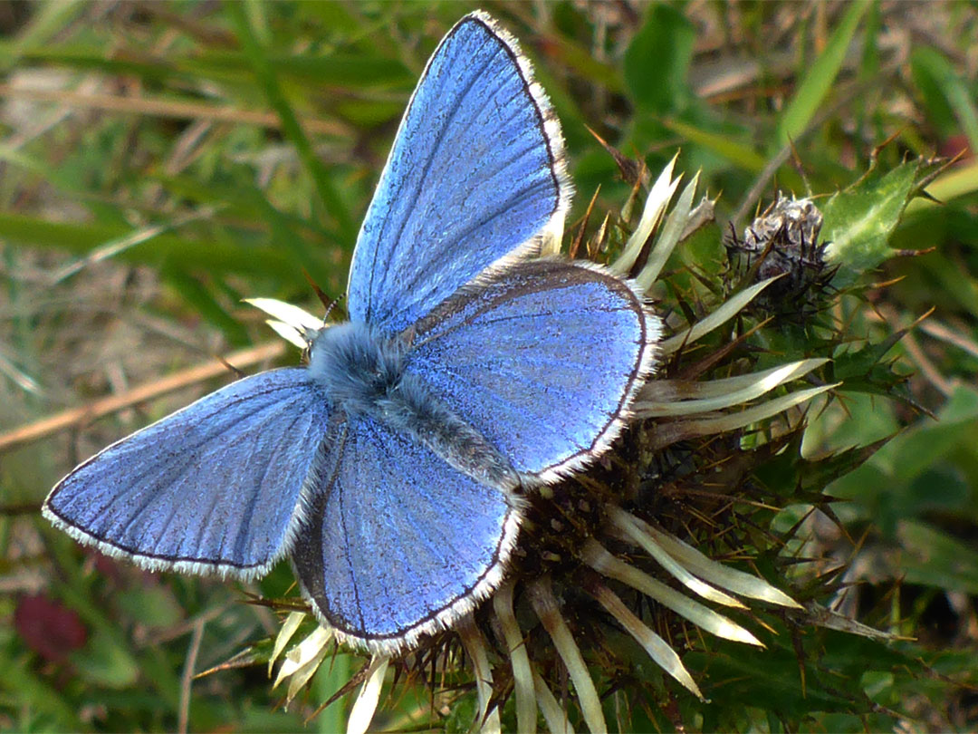 Adonis blue