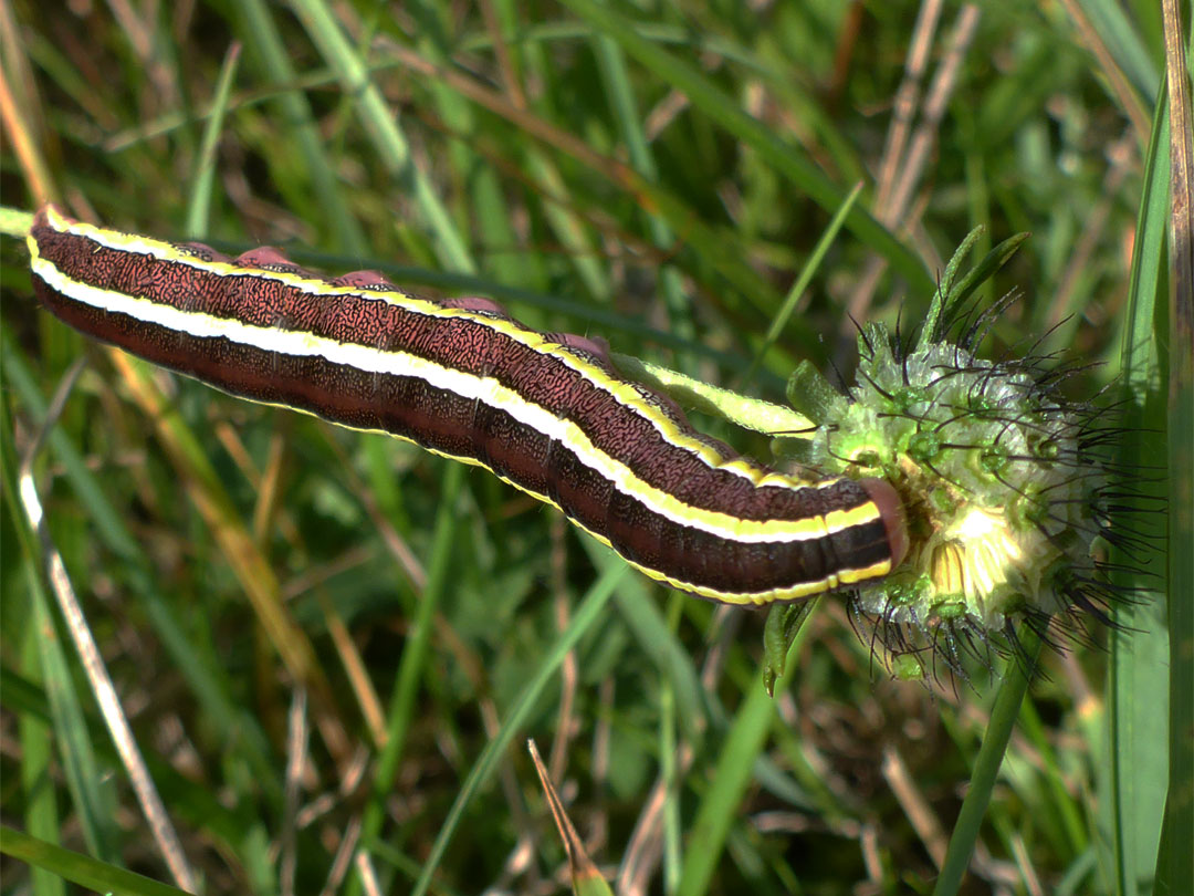 Broom moth caterpillar