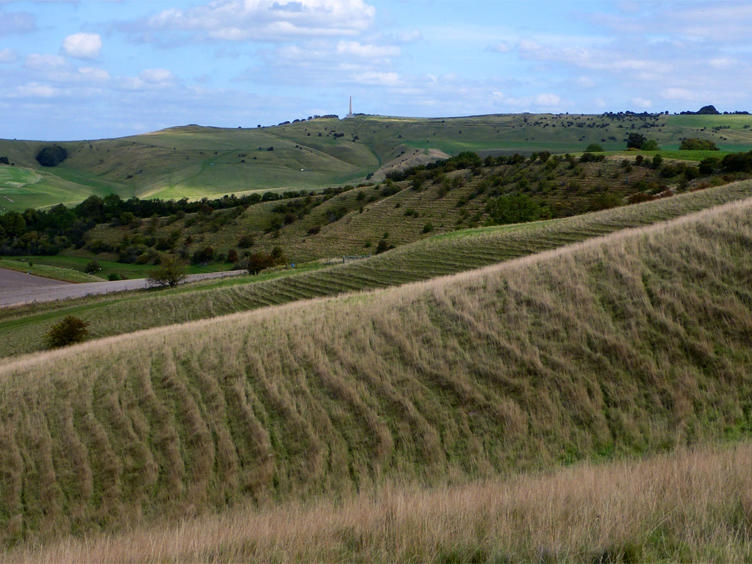 Grassland ridges
