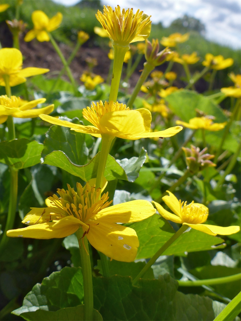 Marsh marigold