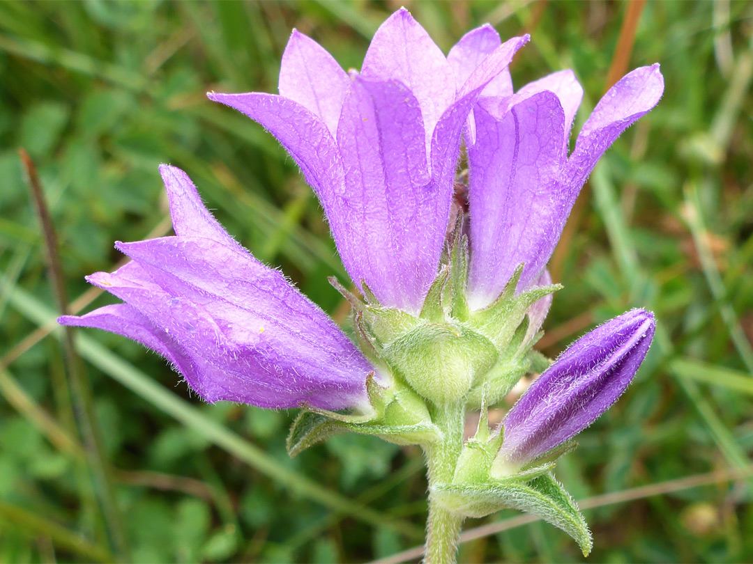 Four flowers