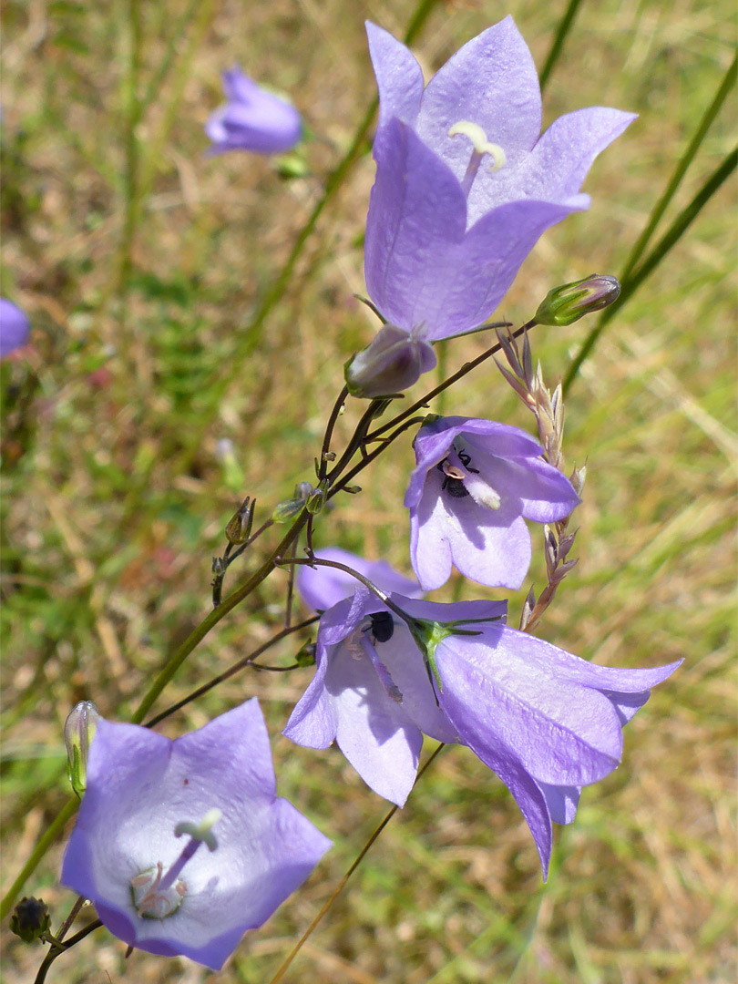 Harebell