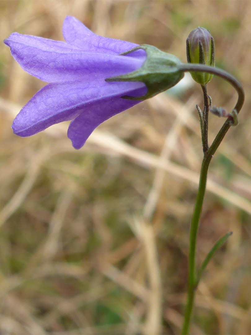 Single flower