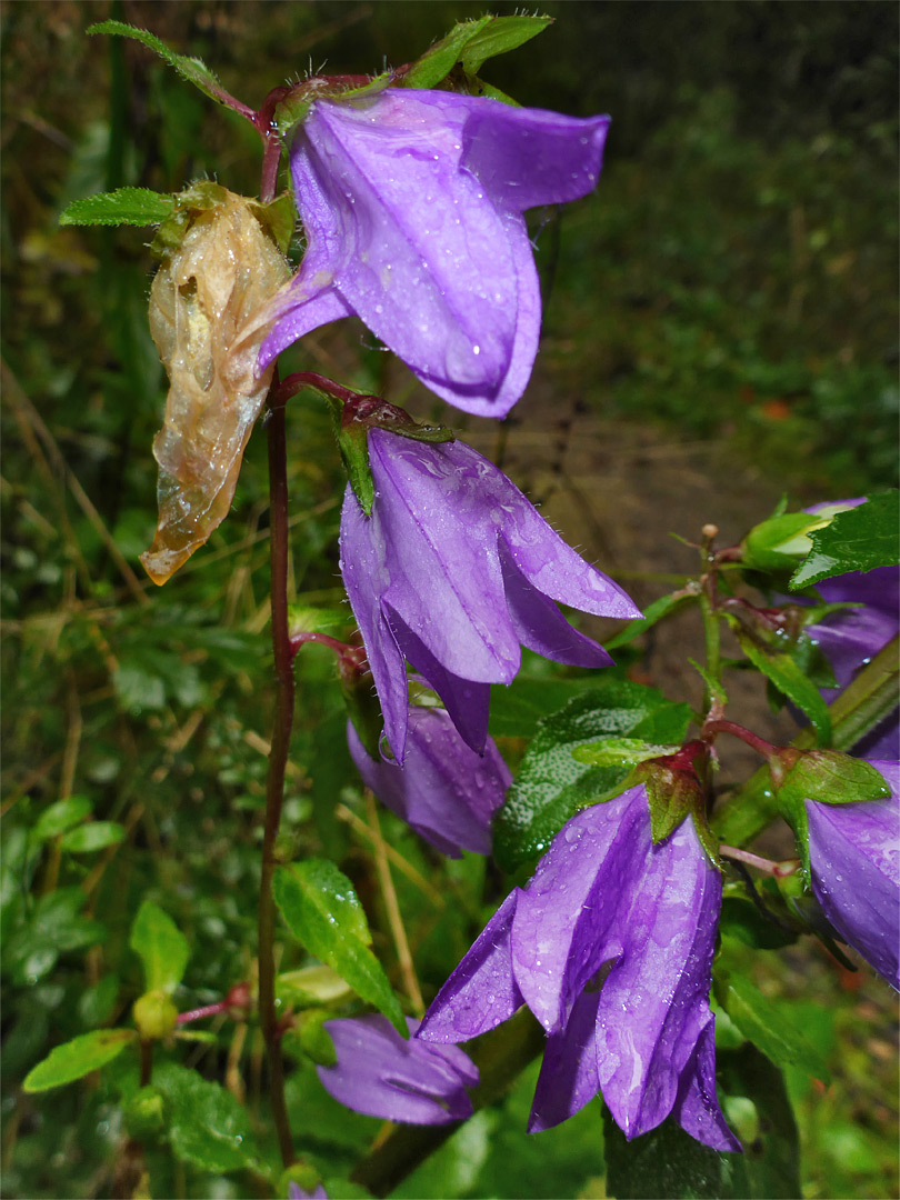 Nettle-leaved bellflower