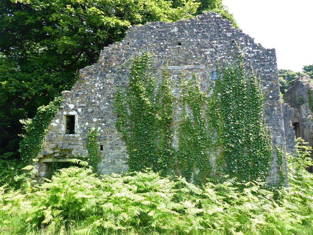 Ivy-covered wall