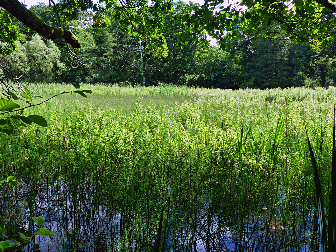 Edge of the marshland