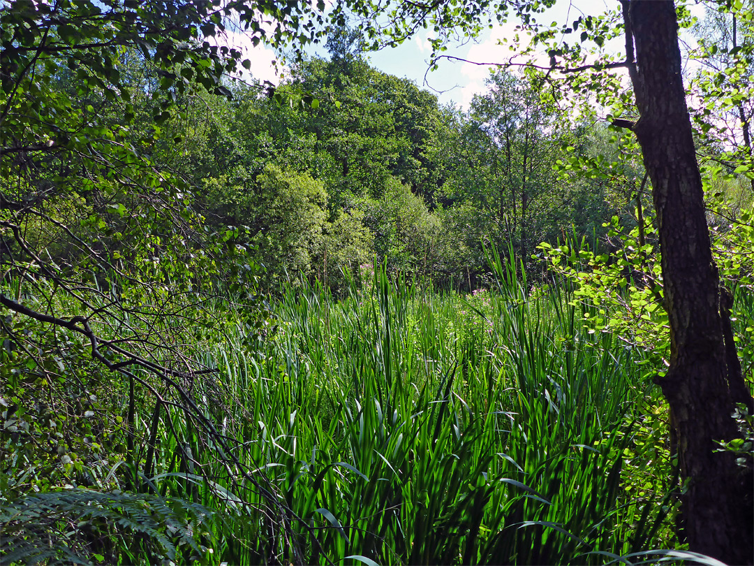 Reeds and trees