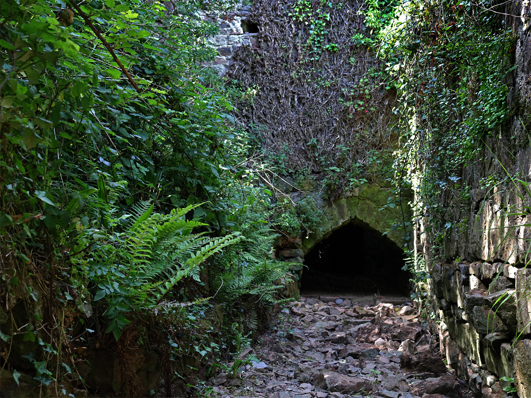 Ferns along the culvert