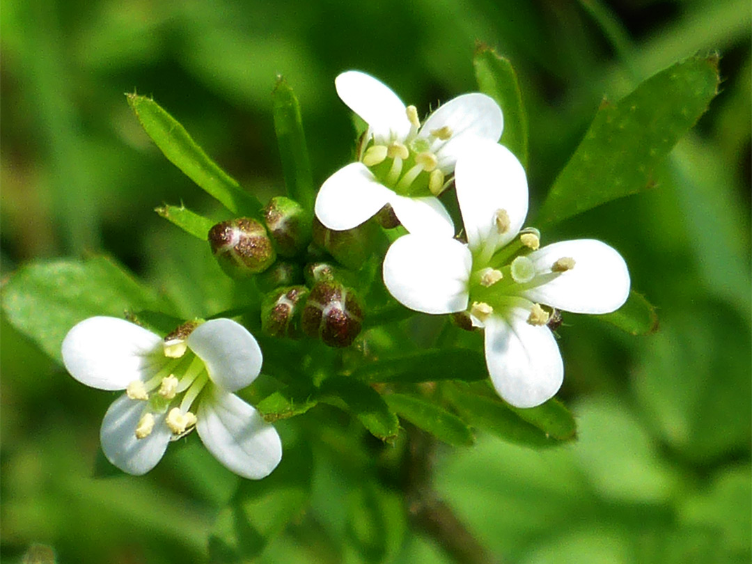 White flowers