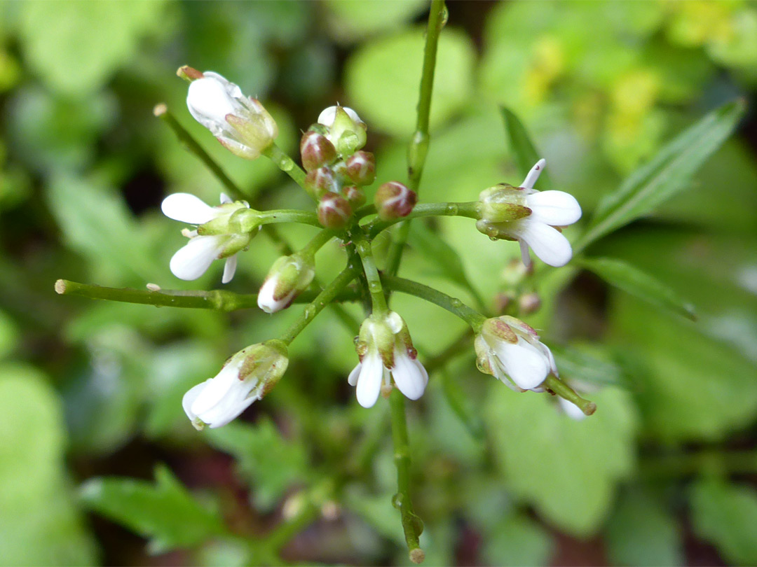 Wavy bittercress