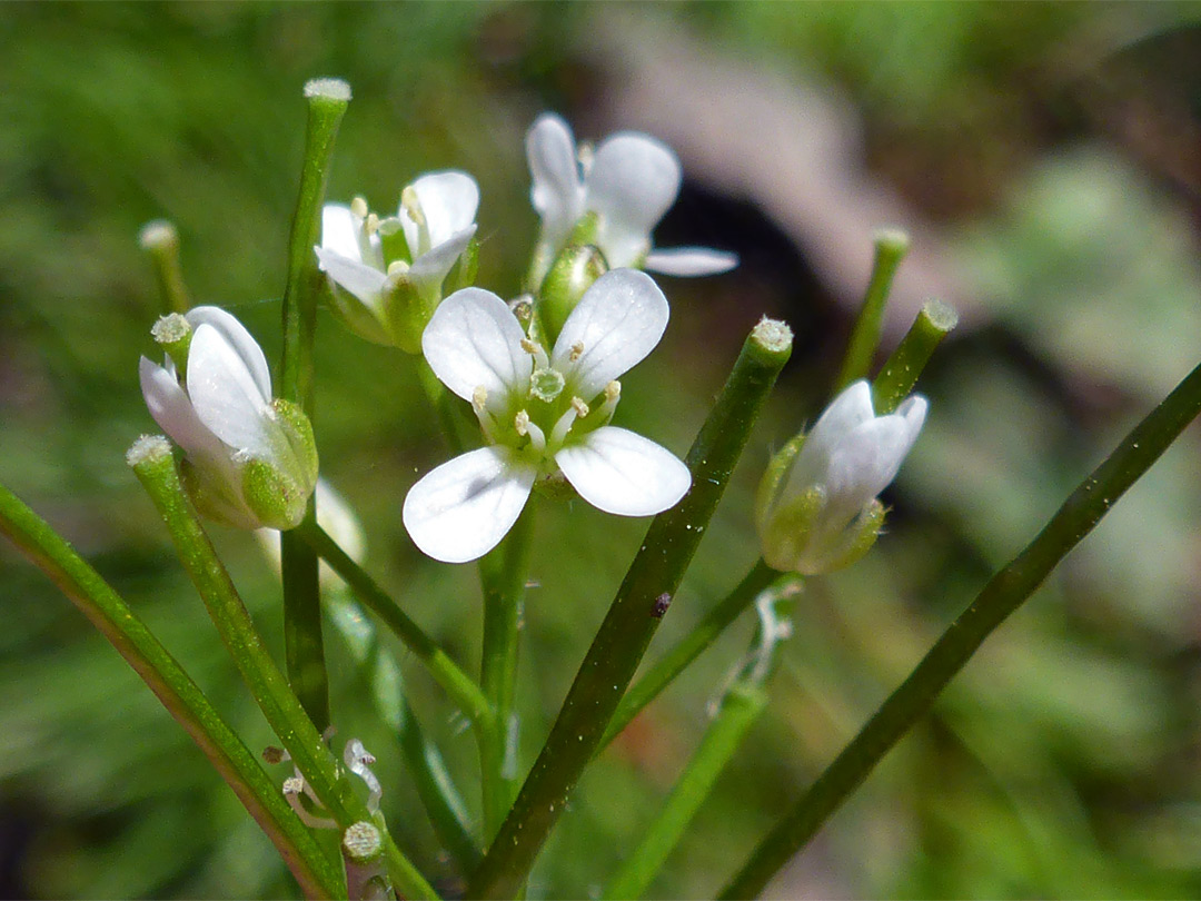 Wavy bittercress