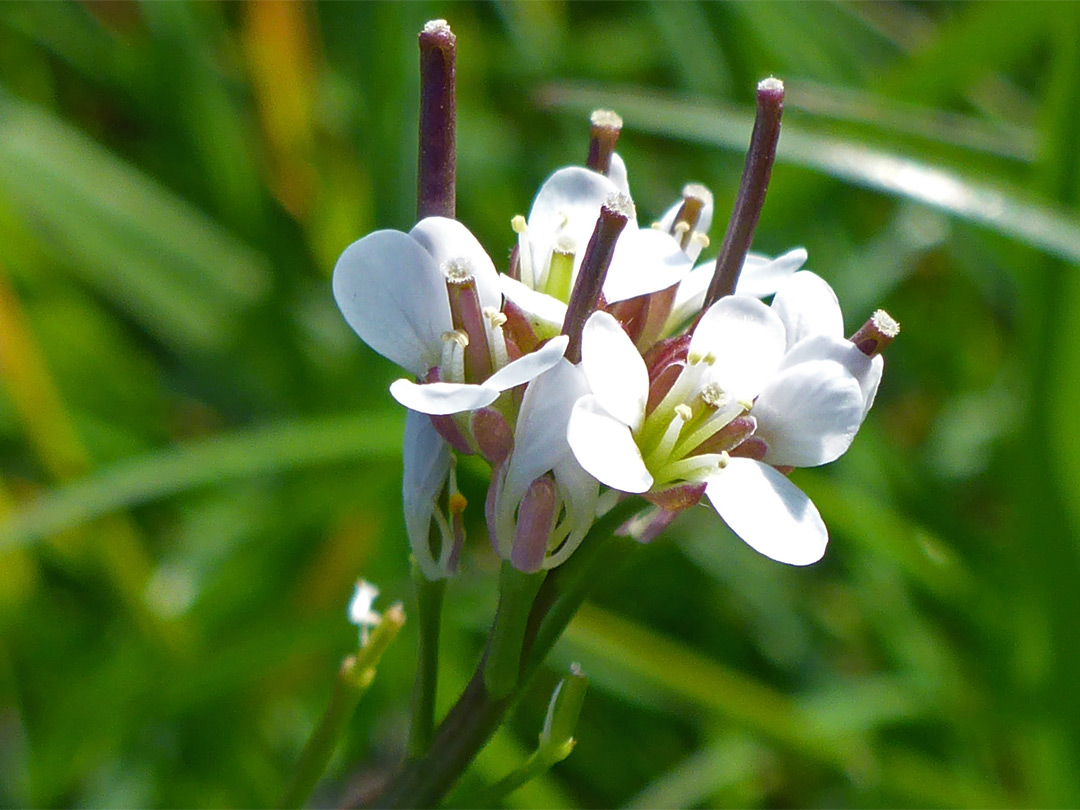 White petals