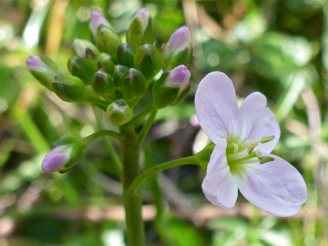 Cuckooflower
