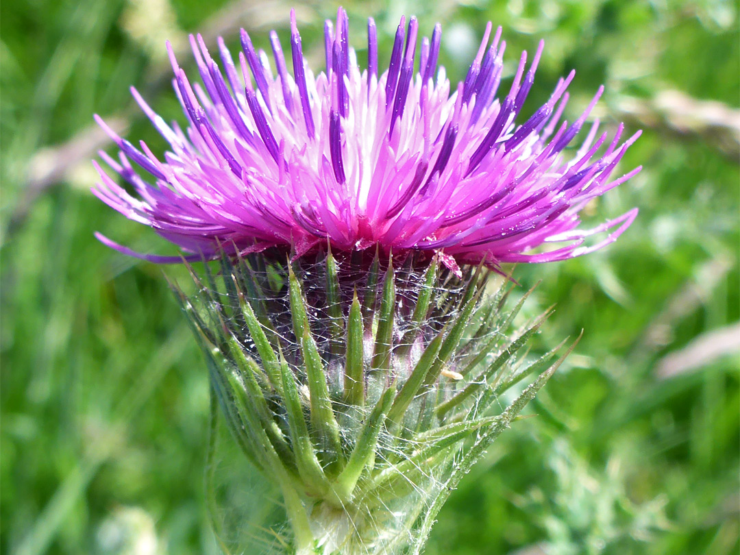 Flowerhead and bracts