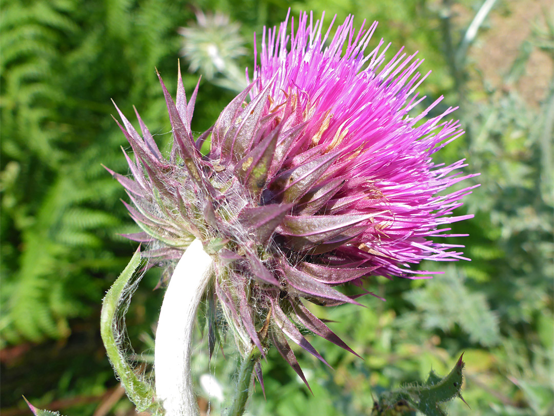 Pink flowerhead