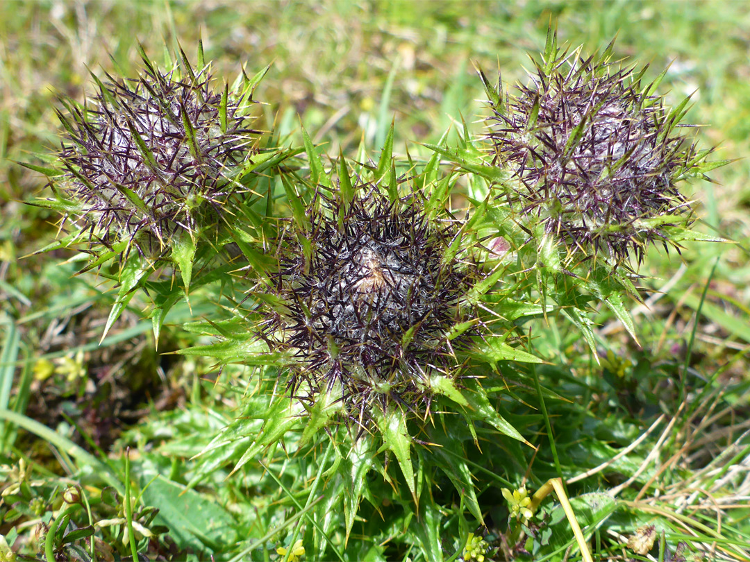 Carline thistle