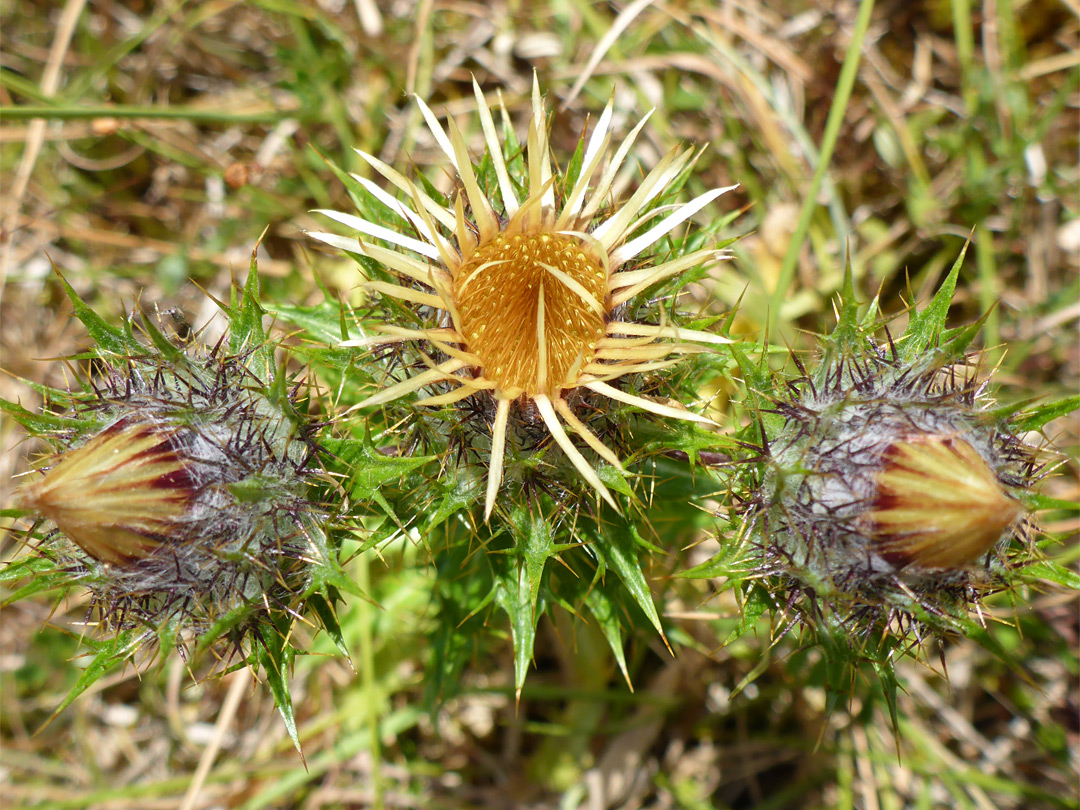 Carline thistle