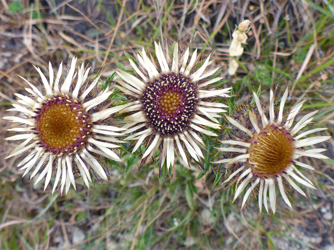 Three flowerheads