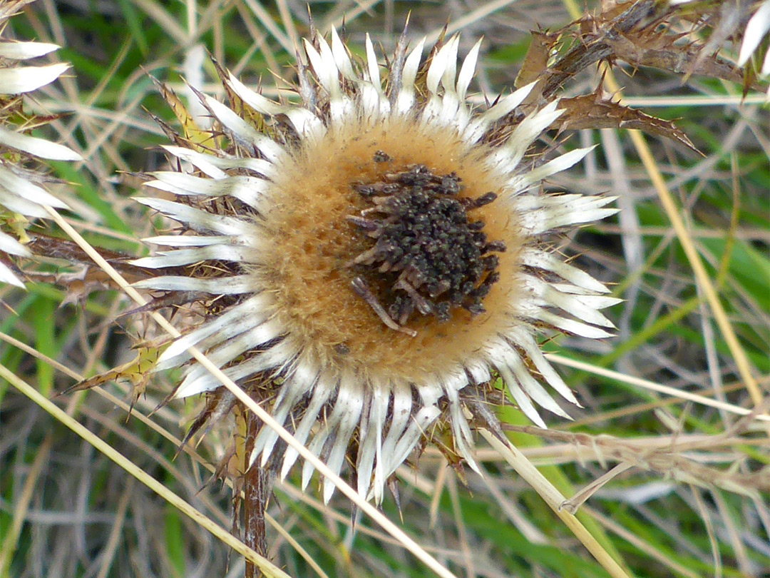 Withered flowerhead