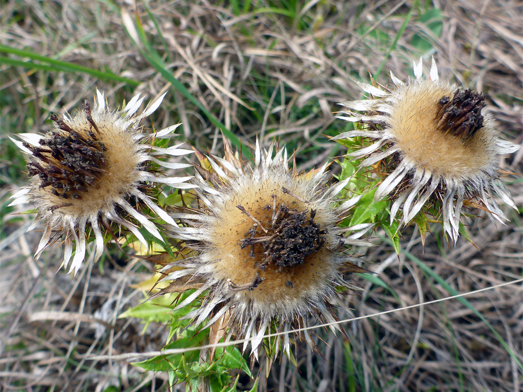 Withering flowerheads