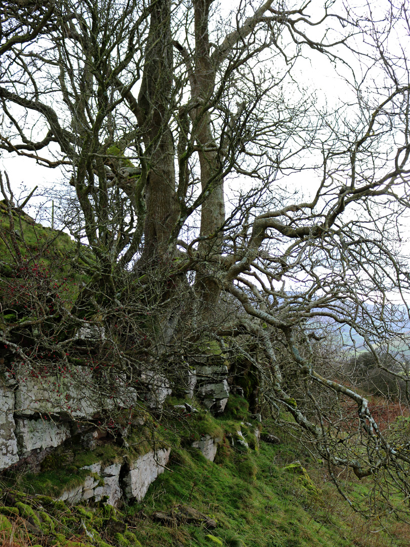 Trees above a ledge