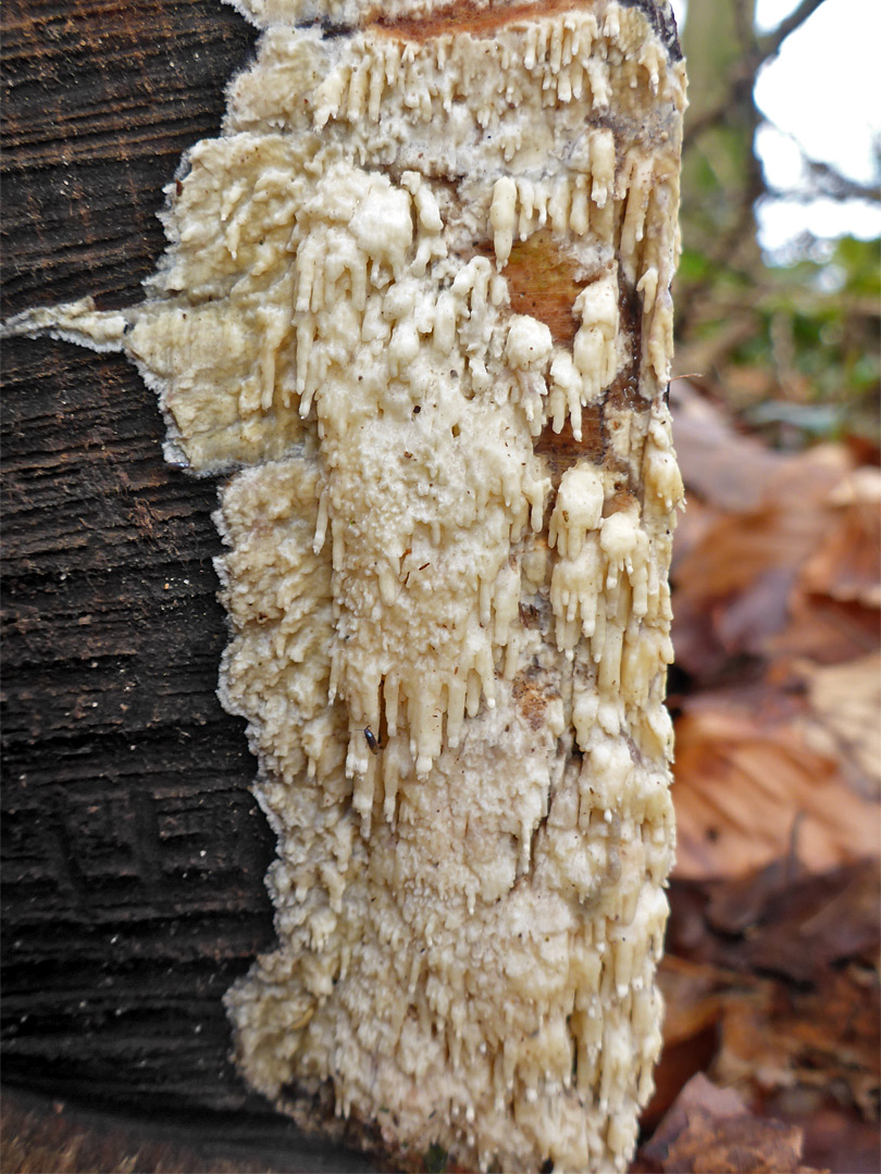 Toothed crust