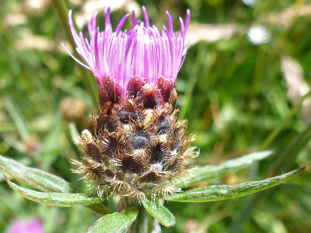 Fringed phyllaries