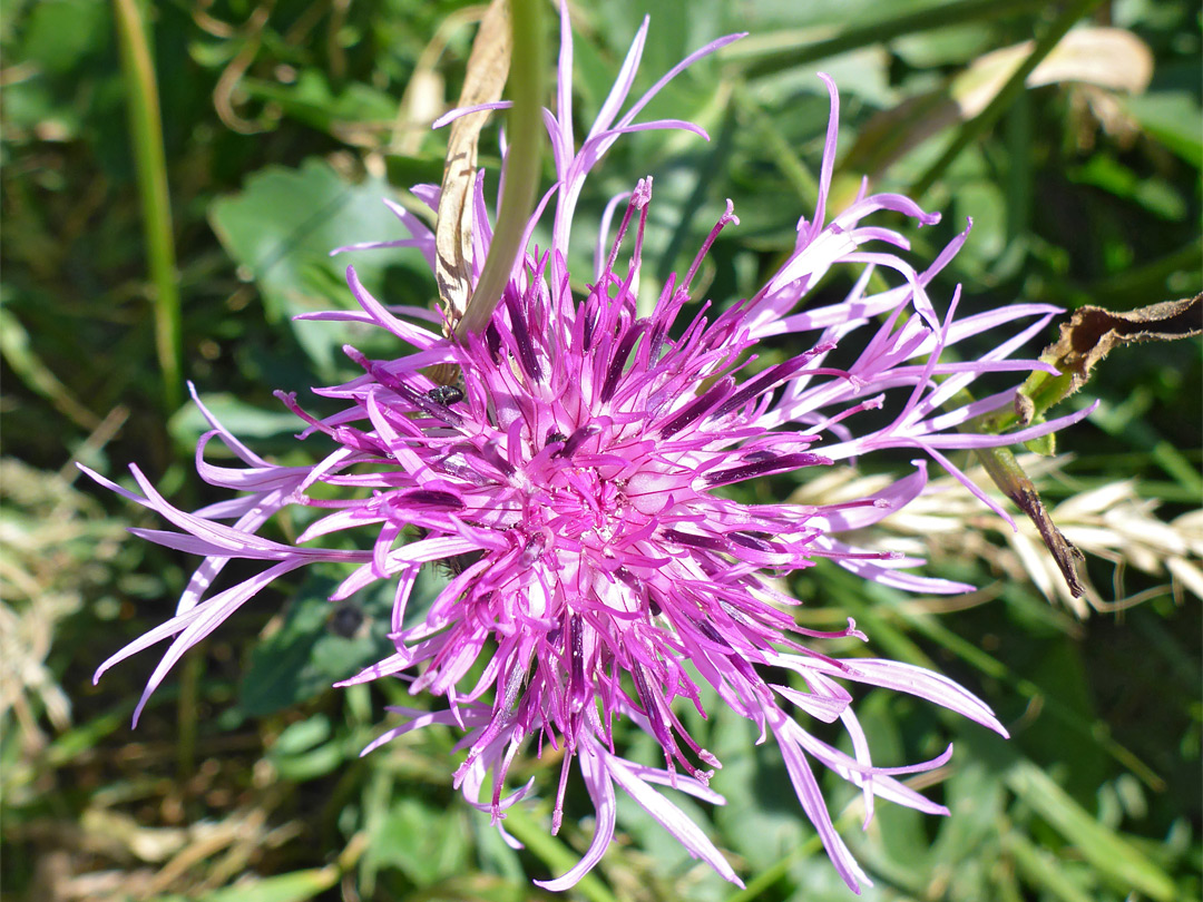 Flowerhead