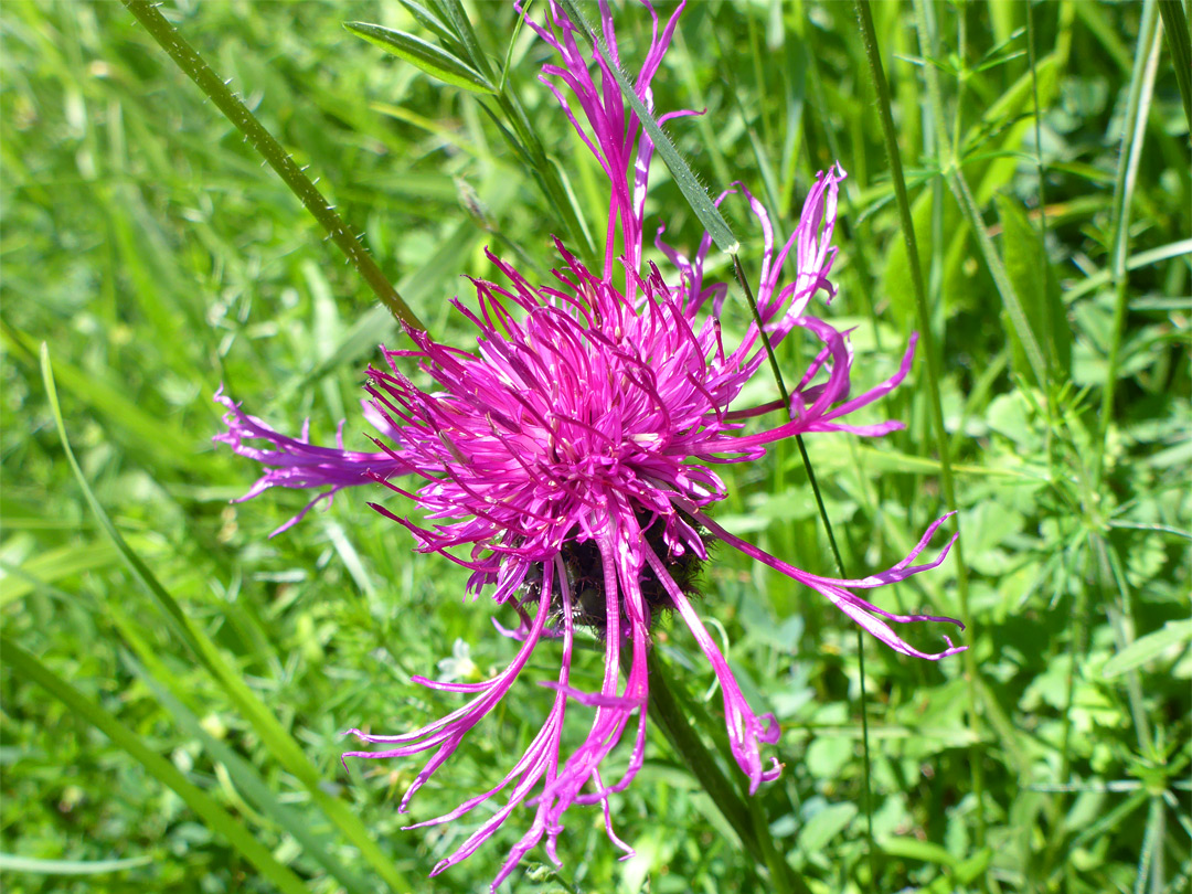 Greater knapweed