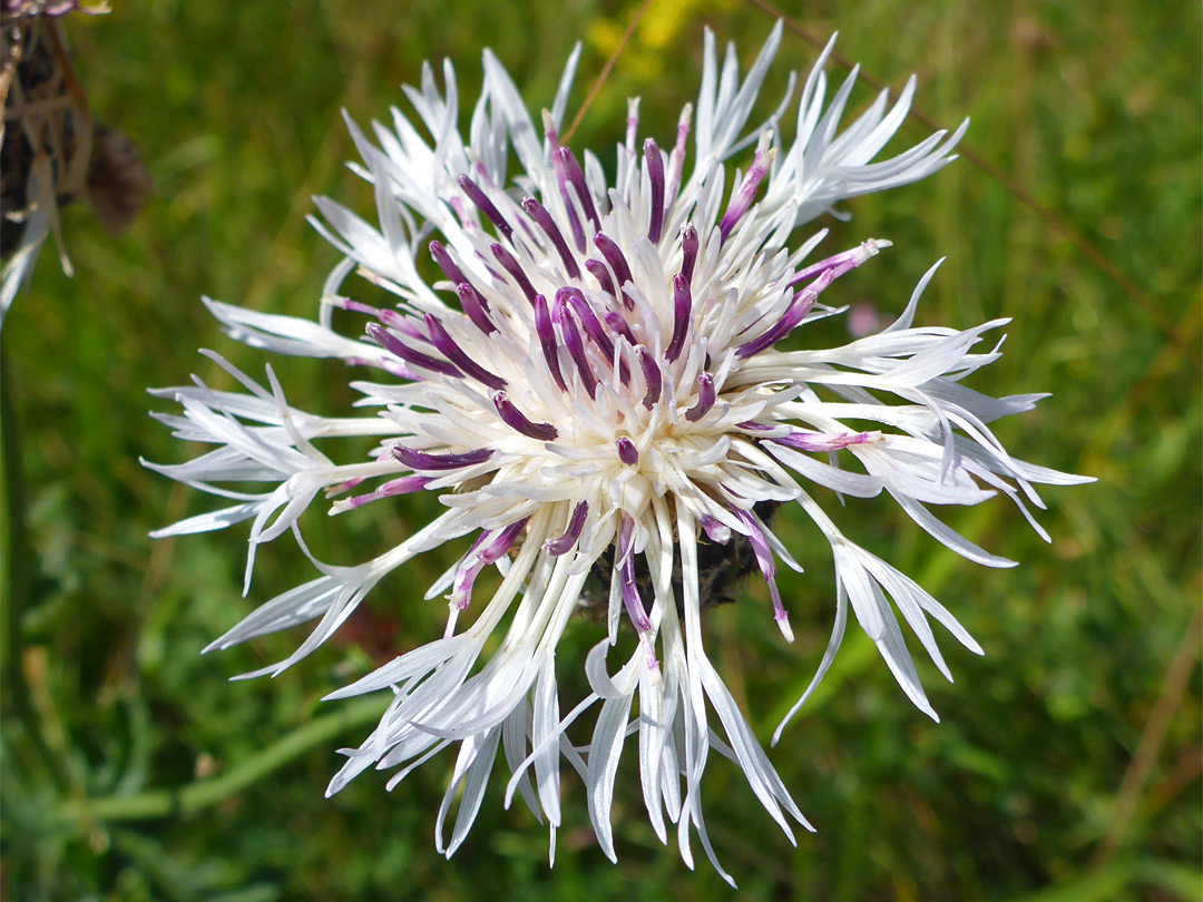 Greater knapweed