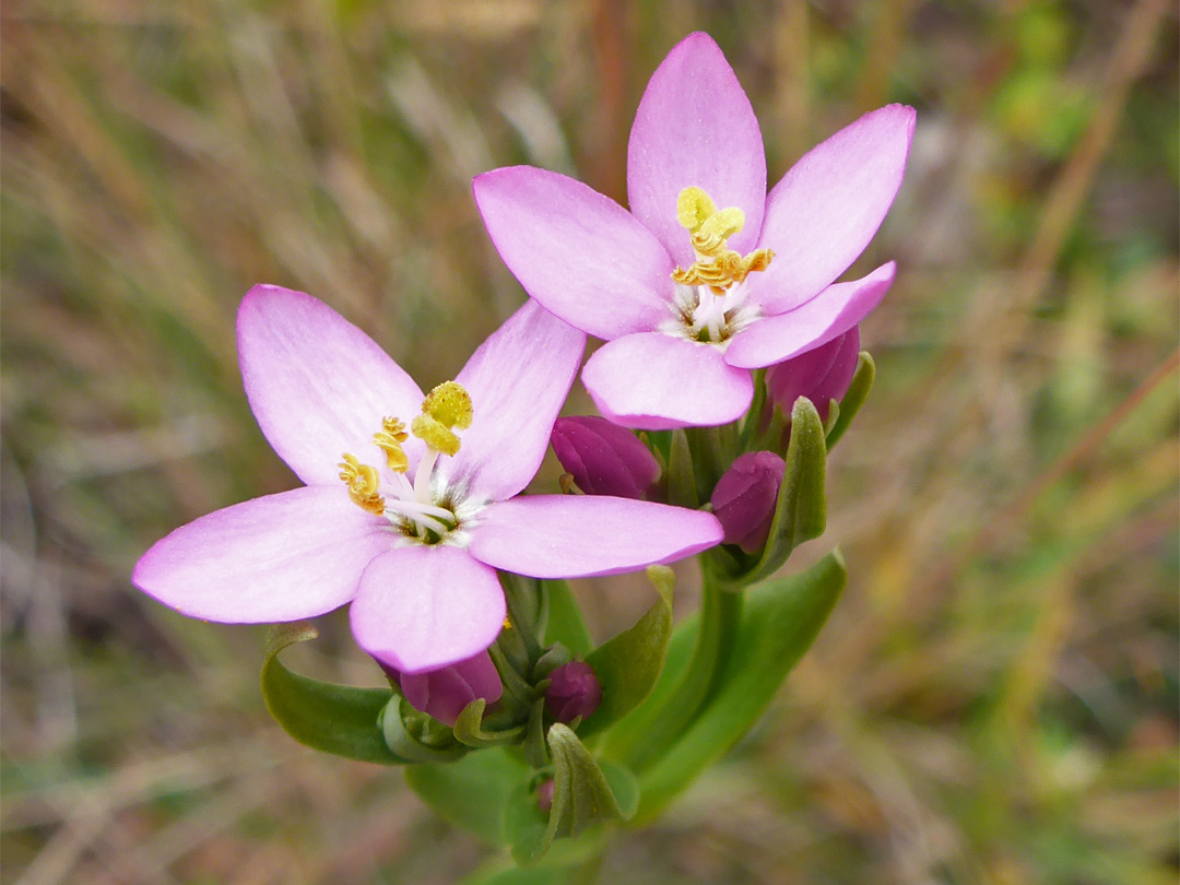 Two flowers