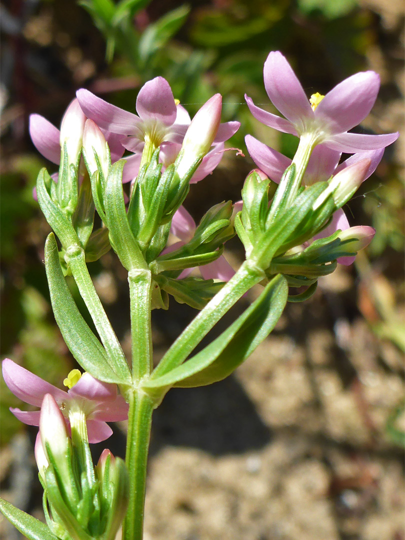 Common centaury