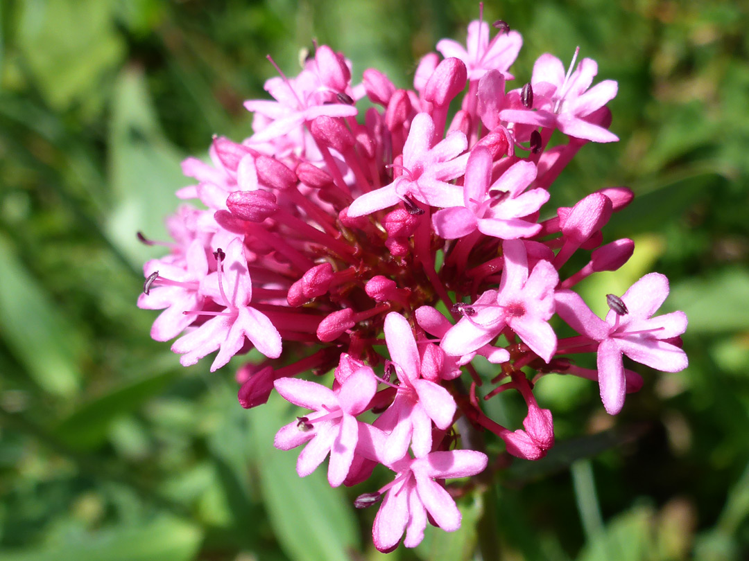 Reddish-pink flowers