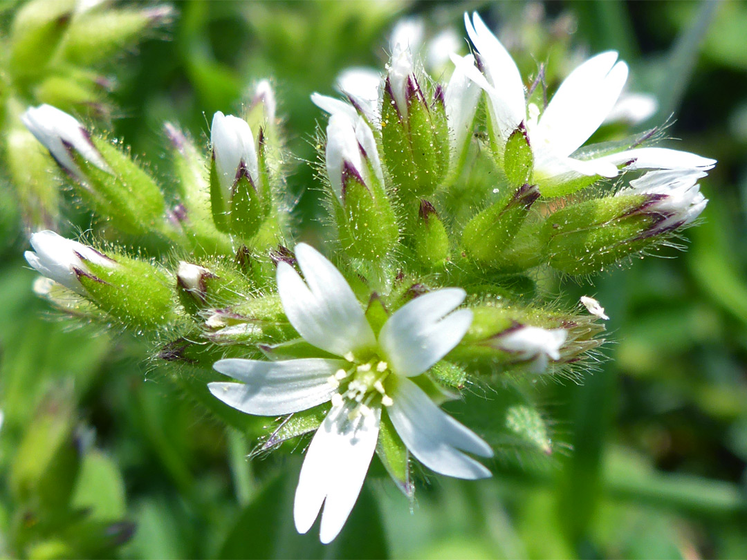 White flowers