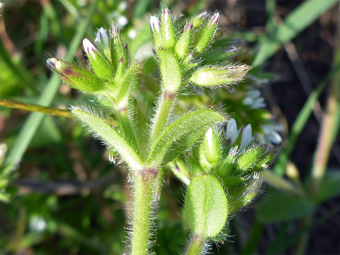 Sticky mouse-ear chickweed