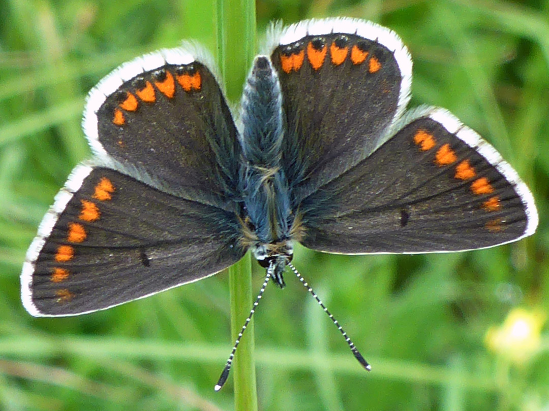 Chalk hill blue