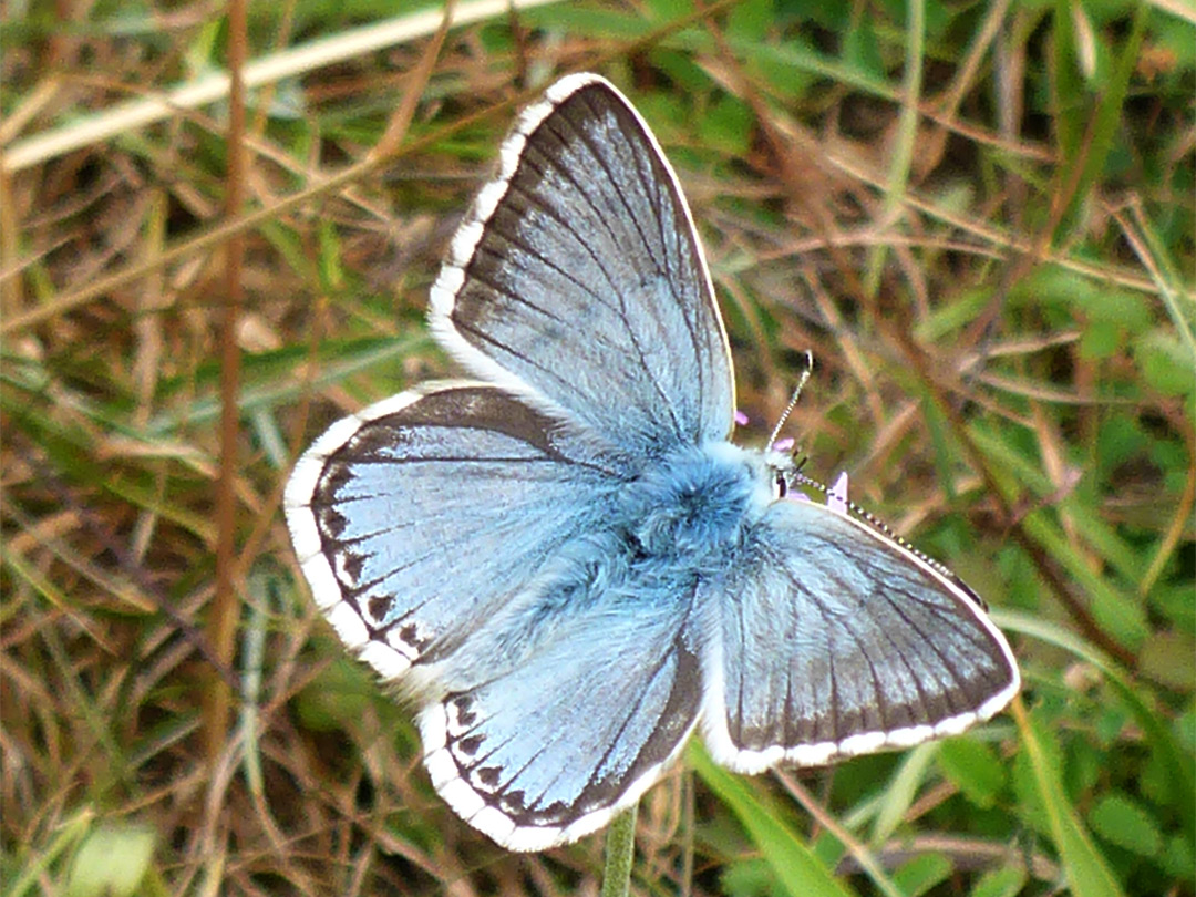 Chalkhill blue