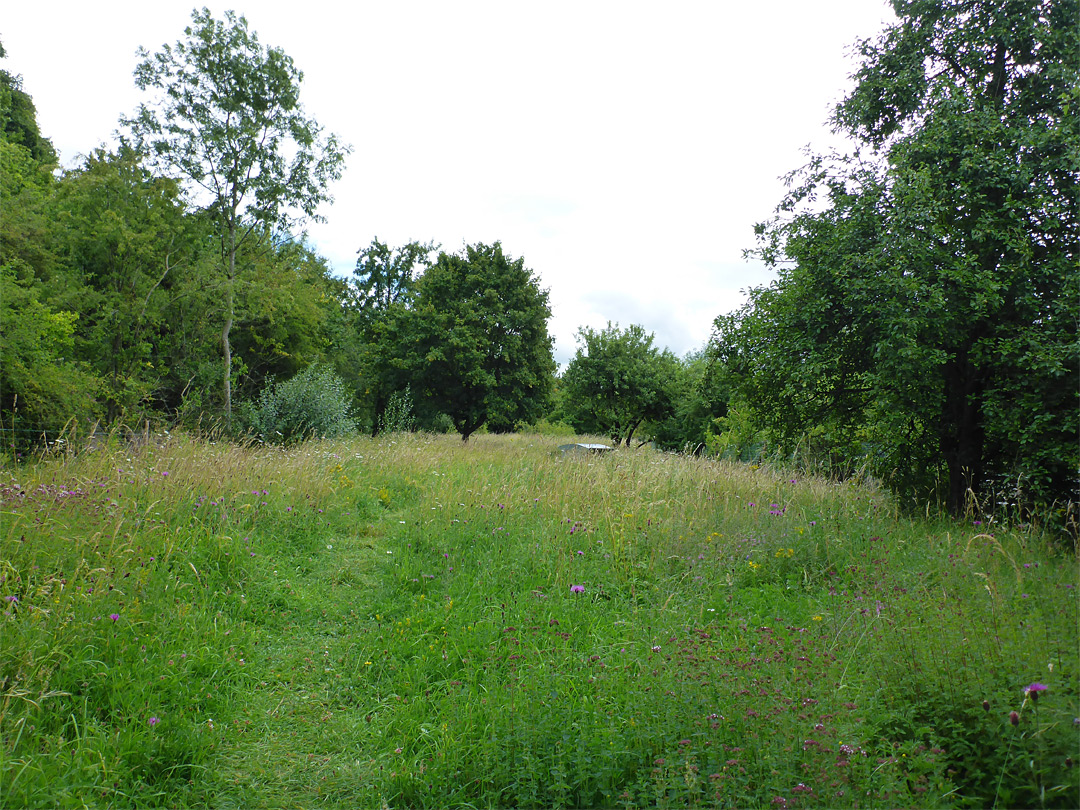 Grassy path