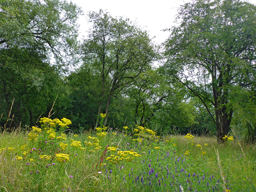 Wildflowers