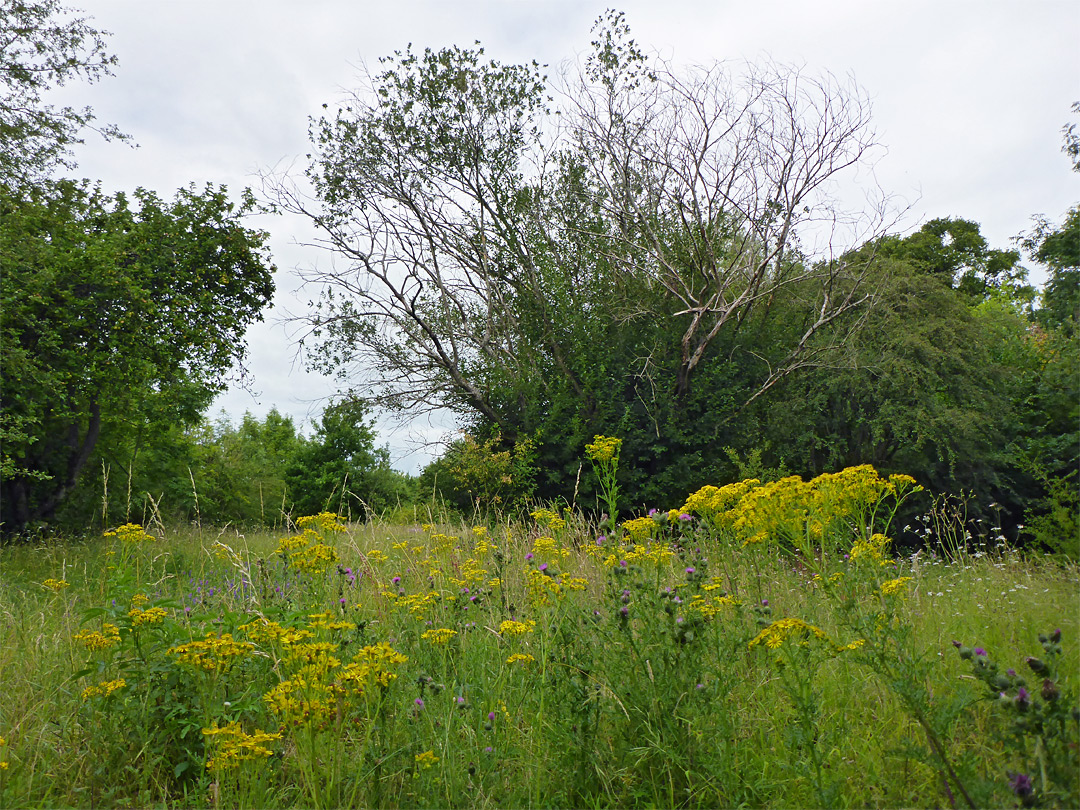 Trees and flowers