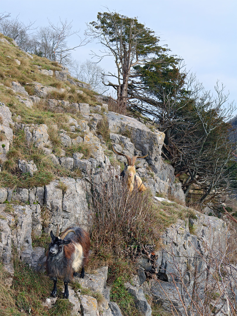 Goats on the cliffs