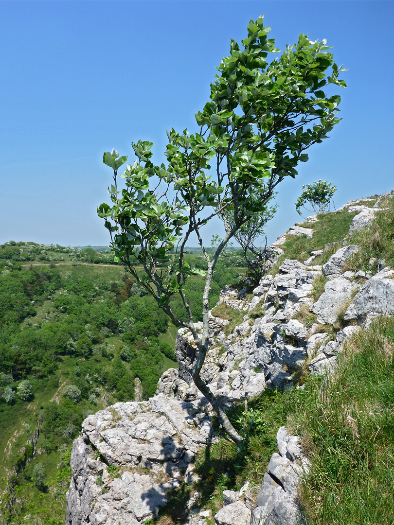 Small tree