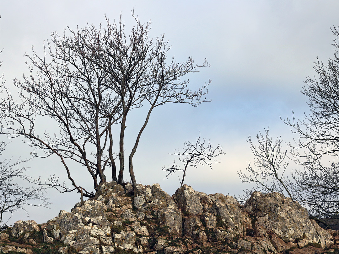 Trees and rocks