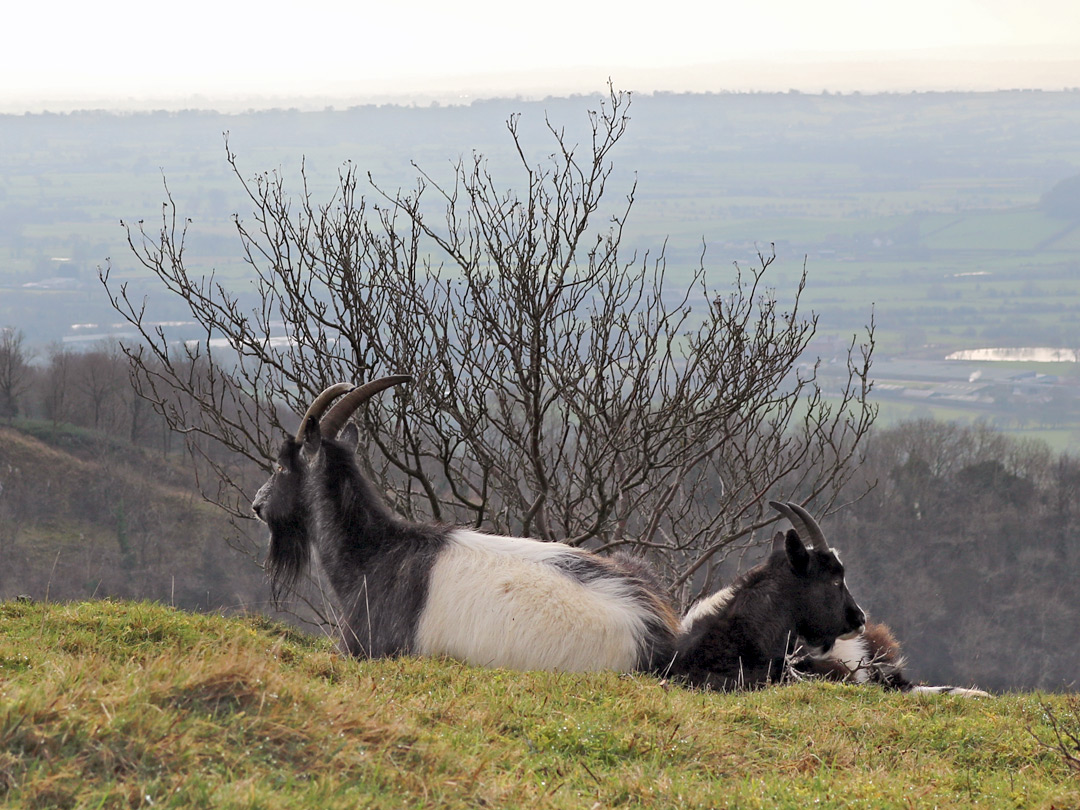 Black and white goats