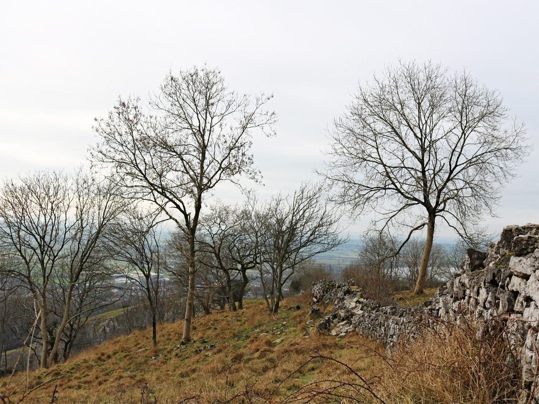 Leafless trees